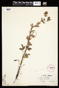 Image Associated With the Occurrence