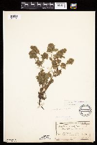 Potentilla norvegica image