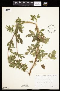 Potentilla norvegica image
