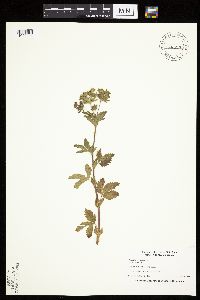 Potentilla norvegica image