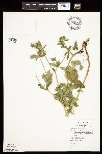 Potentilla norvegica image