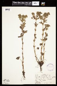 Image Associated With the Occurrence