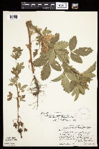 Image Associated With the Occurrence