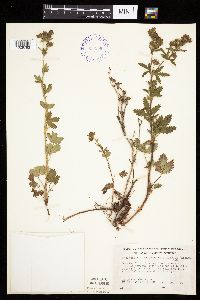 Potentilla norvegica image