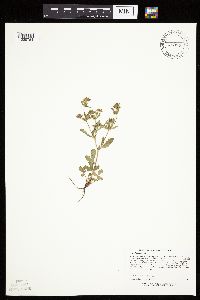 Potentilla norvegica image