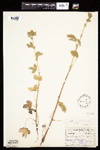 Image Associated With the Occurrence