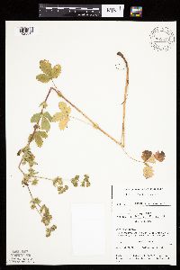 Potentilla norvegica image