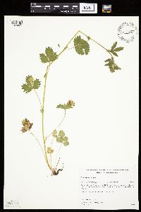 Potentilla norvegica image