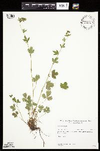 Image Associated With the Occurrence