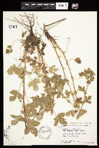 Potentilla norvegica image