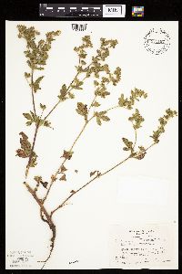 Potentilla norvegica image