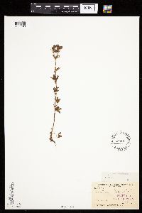 Potentilla norvegica image