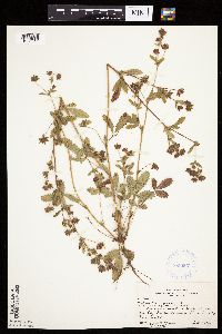 Image Associated With the Occurrence