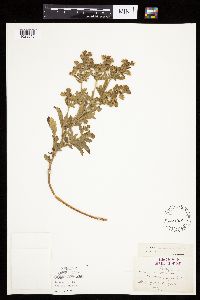 Potentilla norvegica image