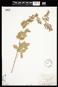 Image Associated With the Occurrence