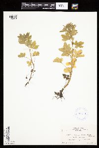 Image Associated With the Occurrence