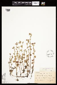 Potentilla norvegica image