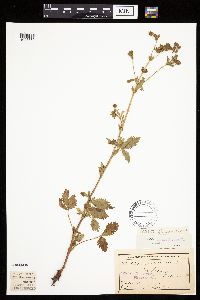 Image Associated With the Occurrence