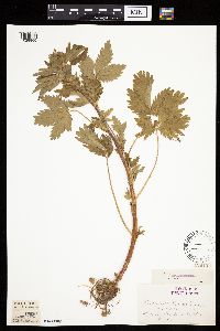 Image Associated With the Occurrence