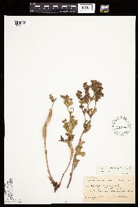 Image Associated With the Occurrence