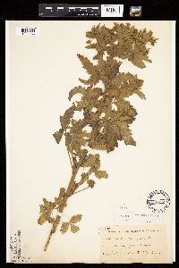 Potentilla norvegica image