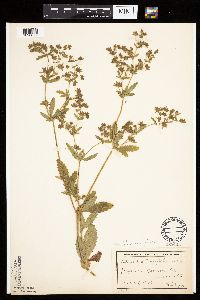 Image Associated With the Occurrence