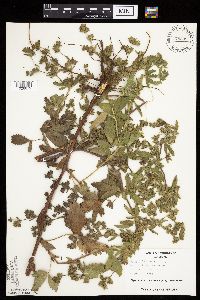 Potentilla norvegica image