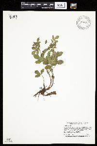 Potentilla norvegica image