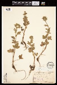 Potentilla norvegica image