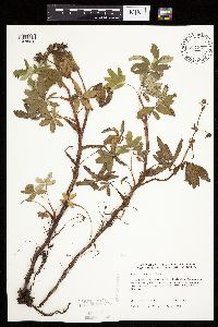 Comarum palustre image