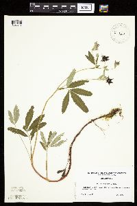 Comarum palustre image