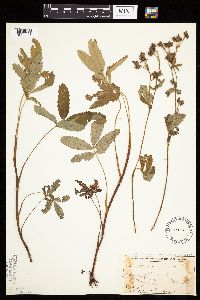 Comarum palustre image