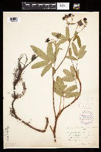 Comarum palustre image