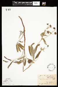 Image Associated With the Occurrence