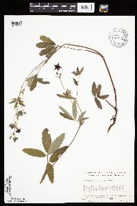 Comarum palustre image