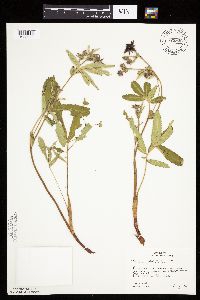 Image Associated With the Occurrence