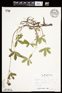 Comarum palustre image