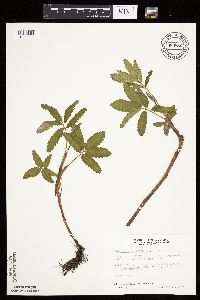 Comarum palustre image