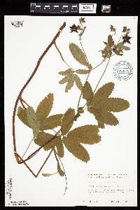 Comarum palustre image