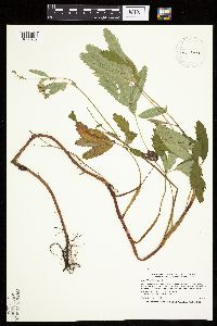 Image Associated With the Occurrence