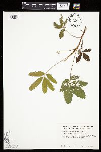 Image Associated With the Occurrence