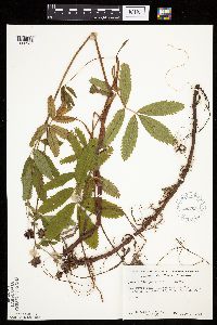 Comarum palustre image