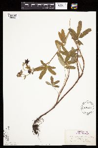 Comarum palustre image