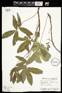 Comarum palustre image