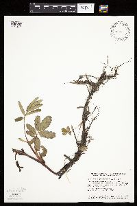 Image Associated With the Occurrence