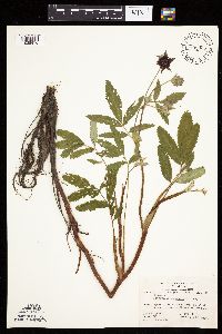 Comarum palustre image