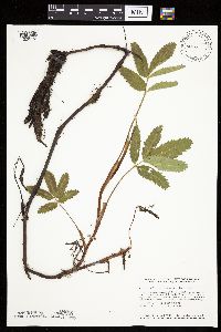 Image Associated With the Occurrence