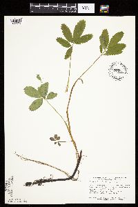 Comarum palustre image