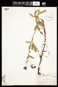 Image Associated With the Occurrence