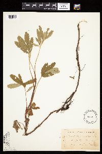 Image Associated With the Occurrence